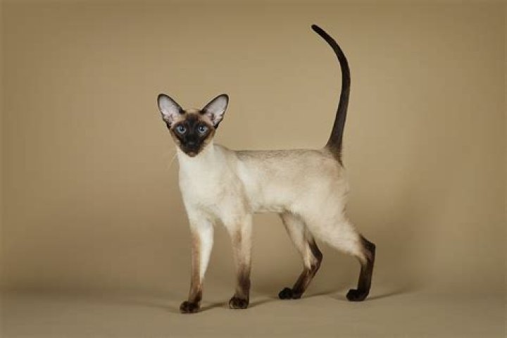 How is The Siamese Cat Song offensive?