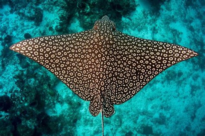 Is an eagle ray a stingray?