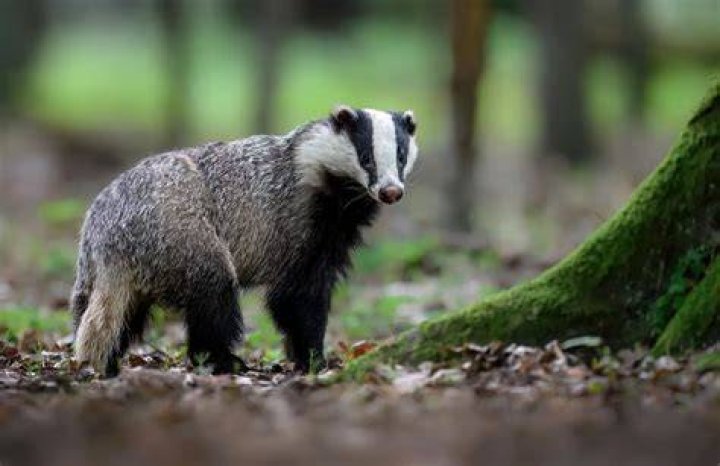 Is there a badger in Fox and the Hound?