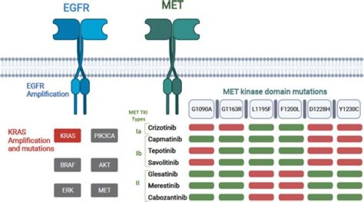 MET Mutation Inhibitor Associated with Tumor Reductions in NSCLC