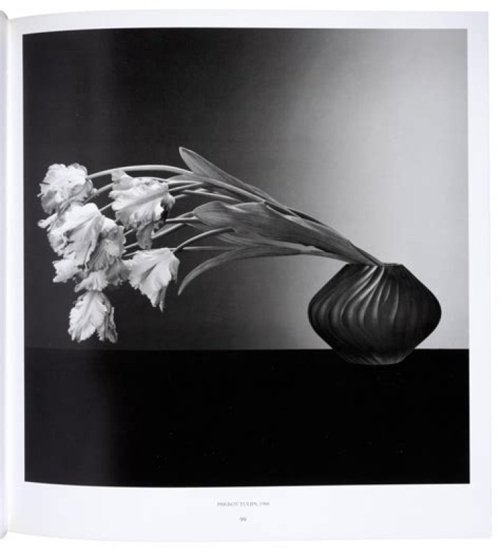 Robert Mapplethorpe Robert Mapplethorpe